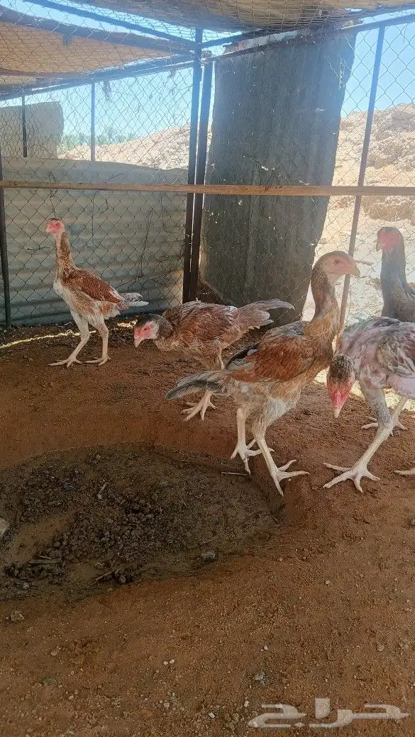 دجاج باكستاني شامو ياباني 5