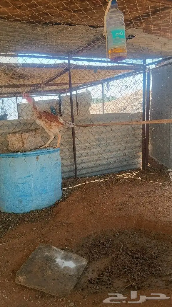 دجاج باكستاني شامو ياباني 3
