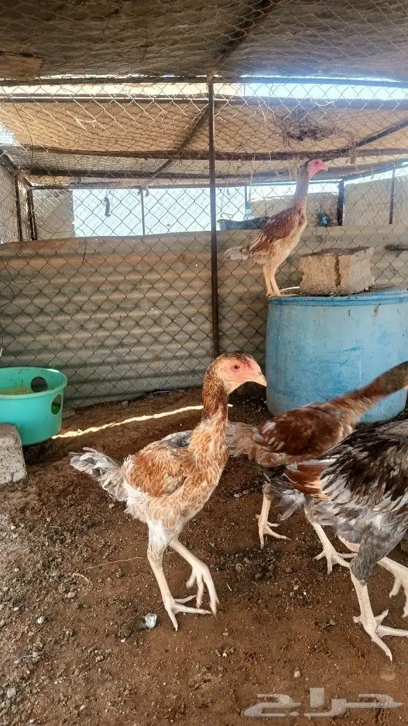 دجاج باكستاني شامو ياباني 2
