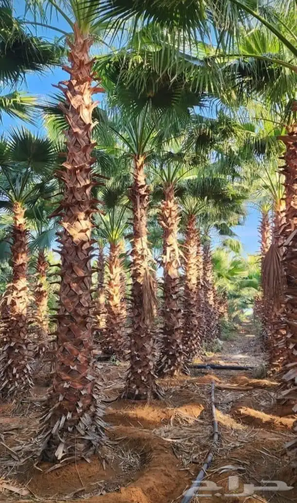 يوجد لدينا نخل واشنطني وسعار طيبه جميع الأحجام 7