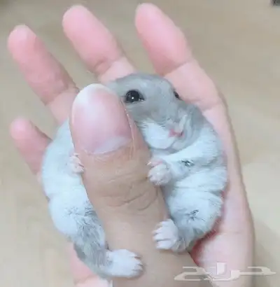 ونتر وايت صغار صافين وأليفين بعدت الوان 0