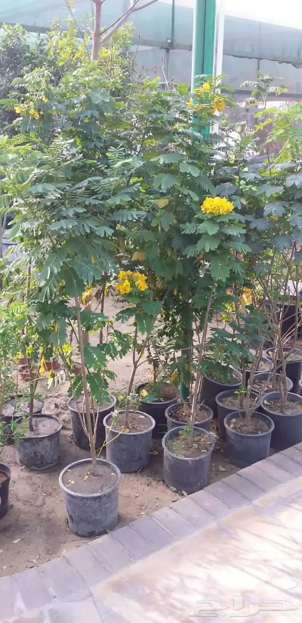 مزرعة الياسمين 8