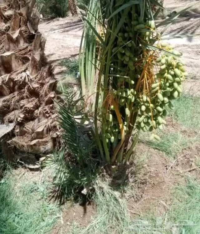 نخل فسايل مثمره 0