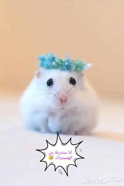 ونتر وايت صغار صافين وأليفين بعدت الوان 22