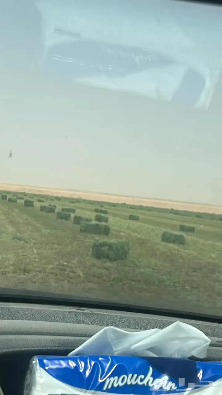 سوق الاعلاف البرسيم والذره والروتس والتبن 3