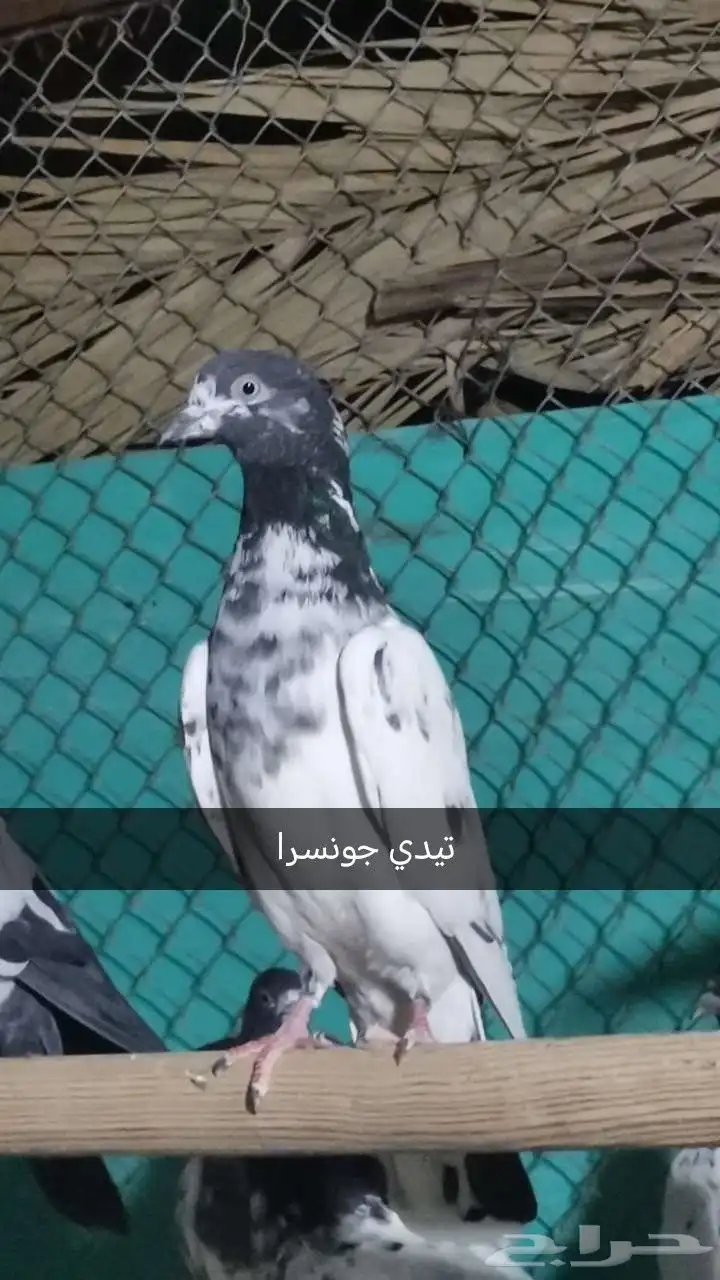 حمام بكستاتي 1