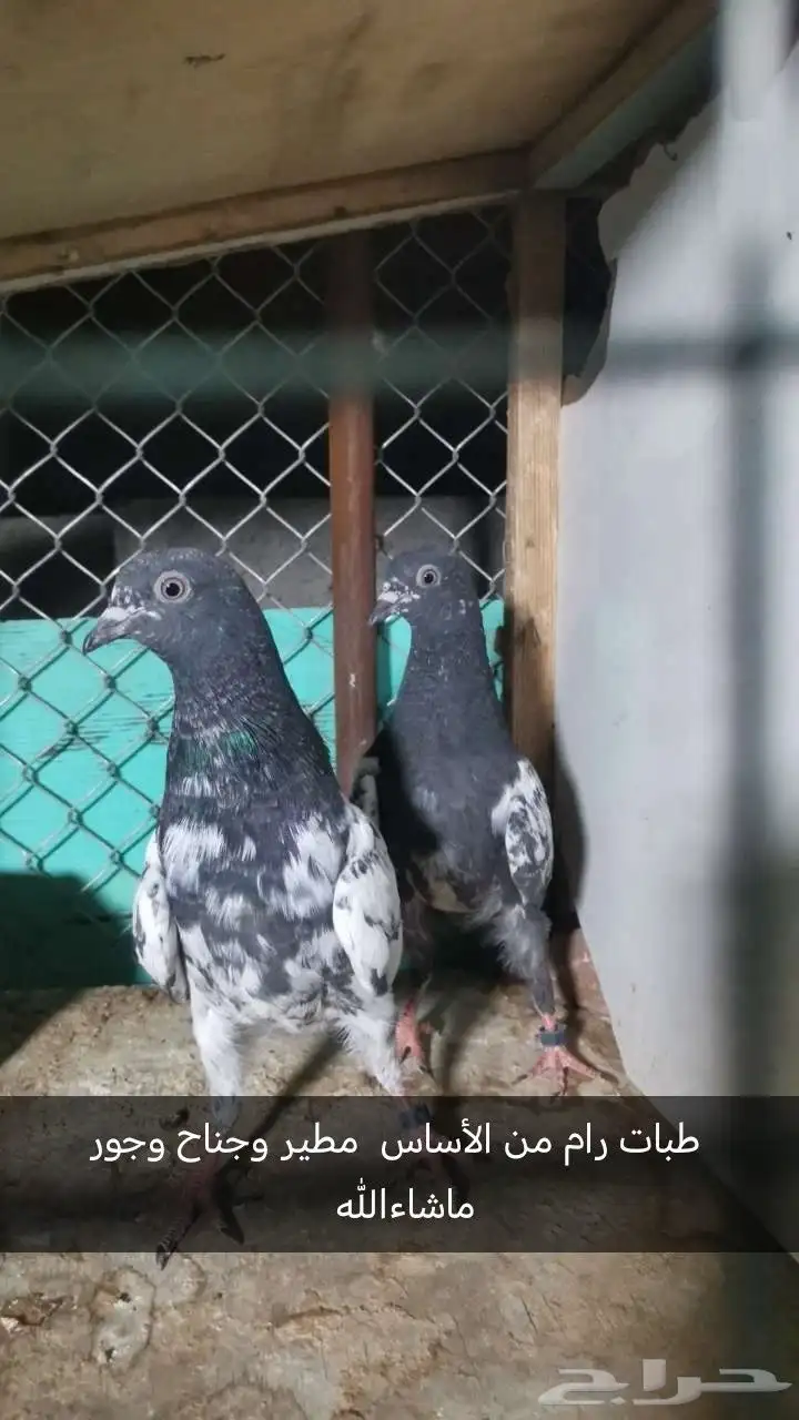 حمام بكستاتي 2