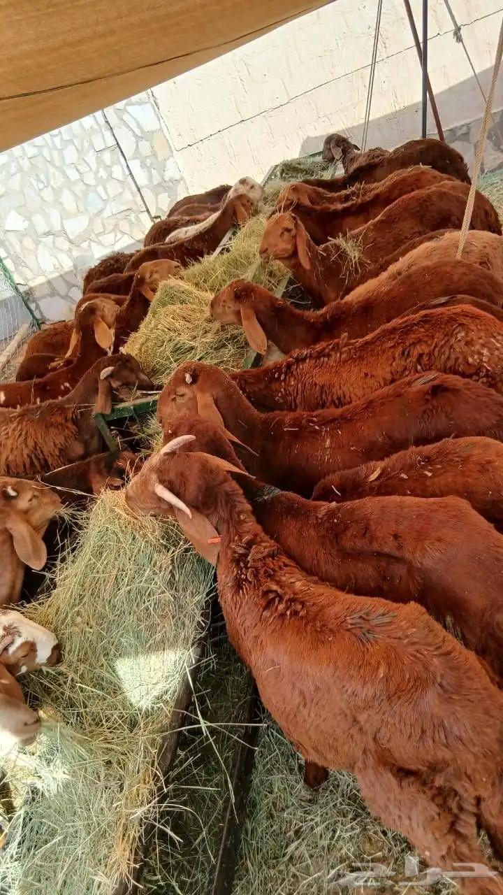 لا تفوتك عروض السواكن المرابي 0