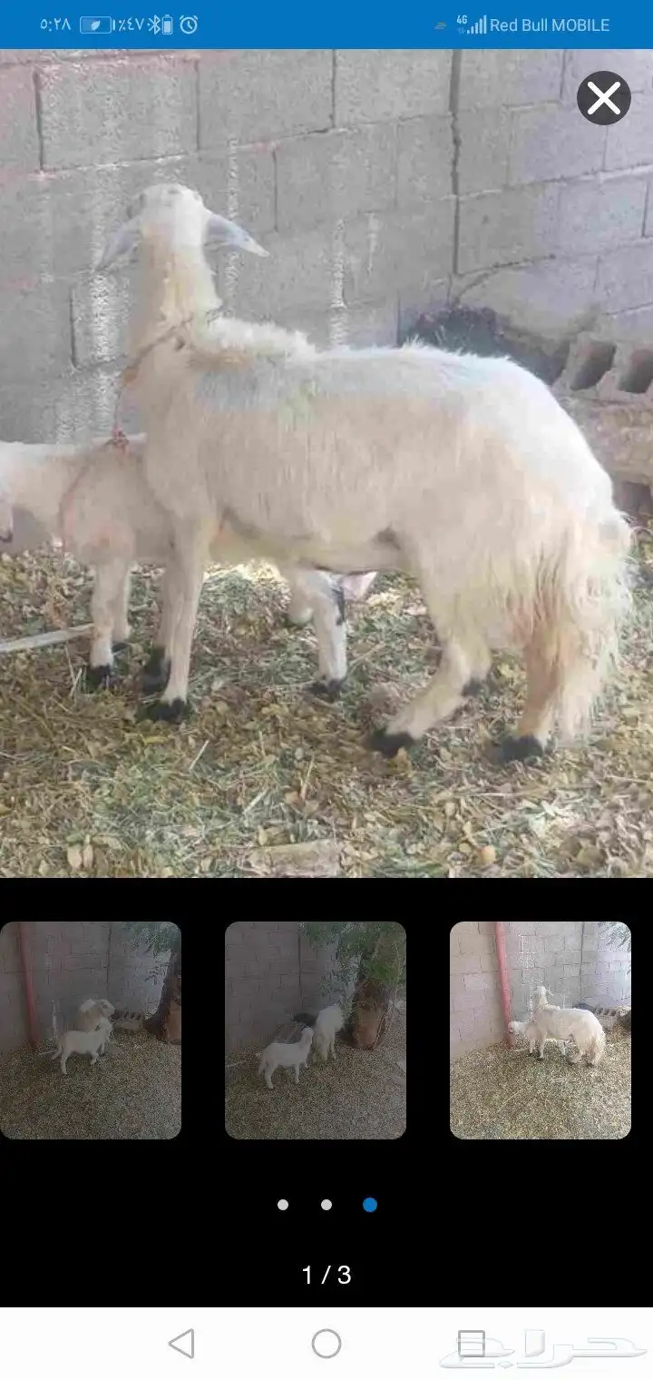 اي حد عنده غنم للبيع يدق عليك 0