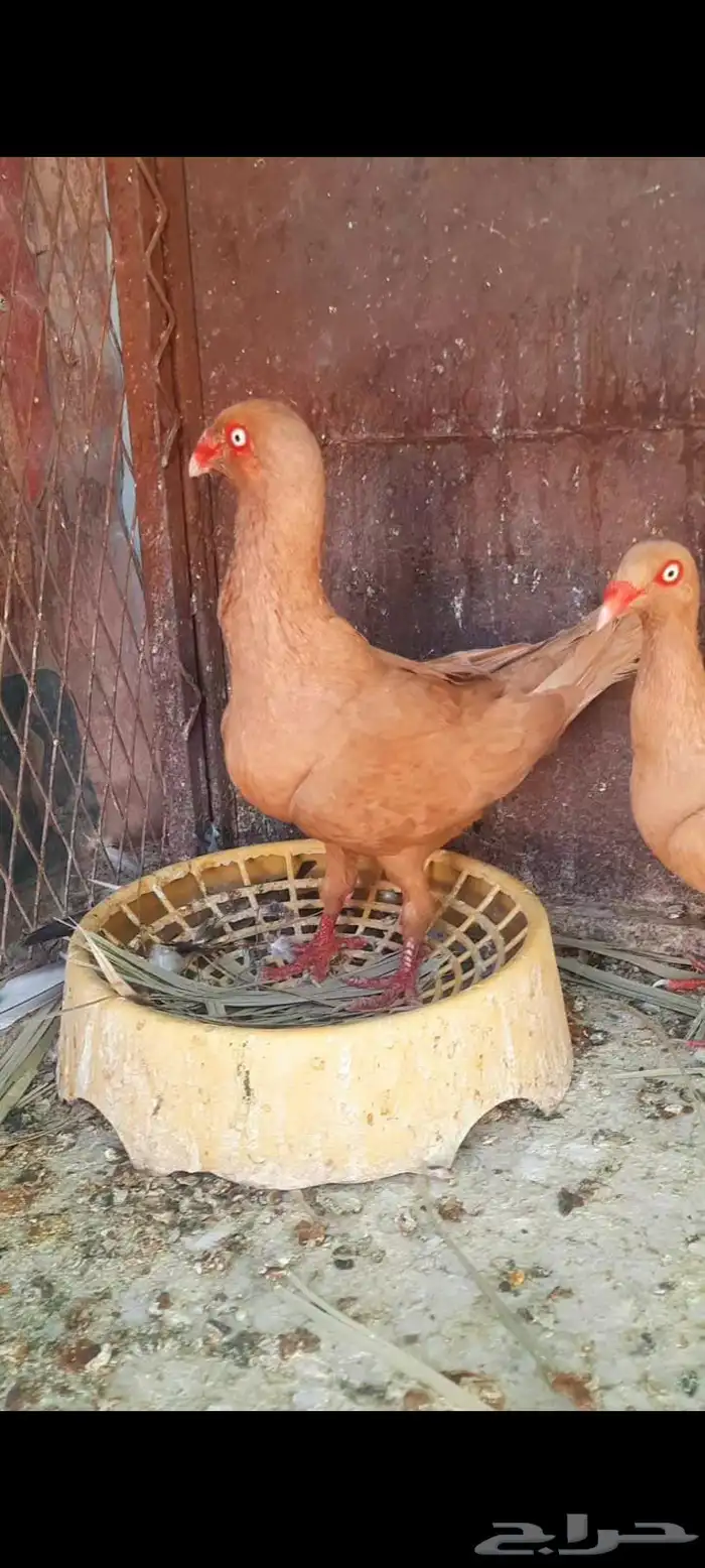 جوز دنش منتج شرط 2