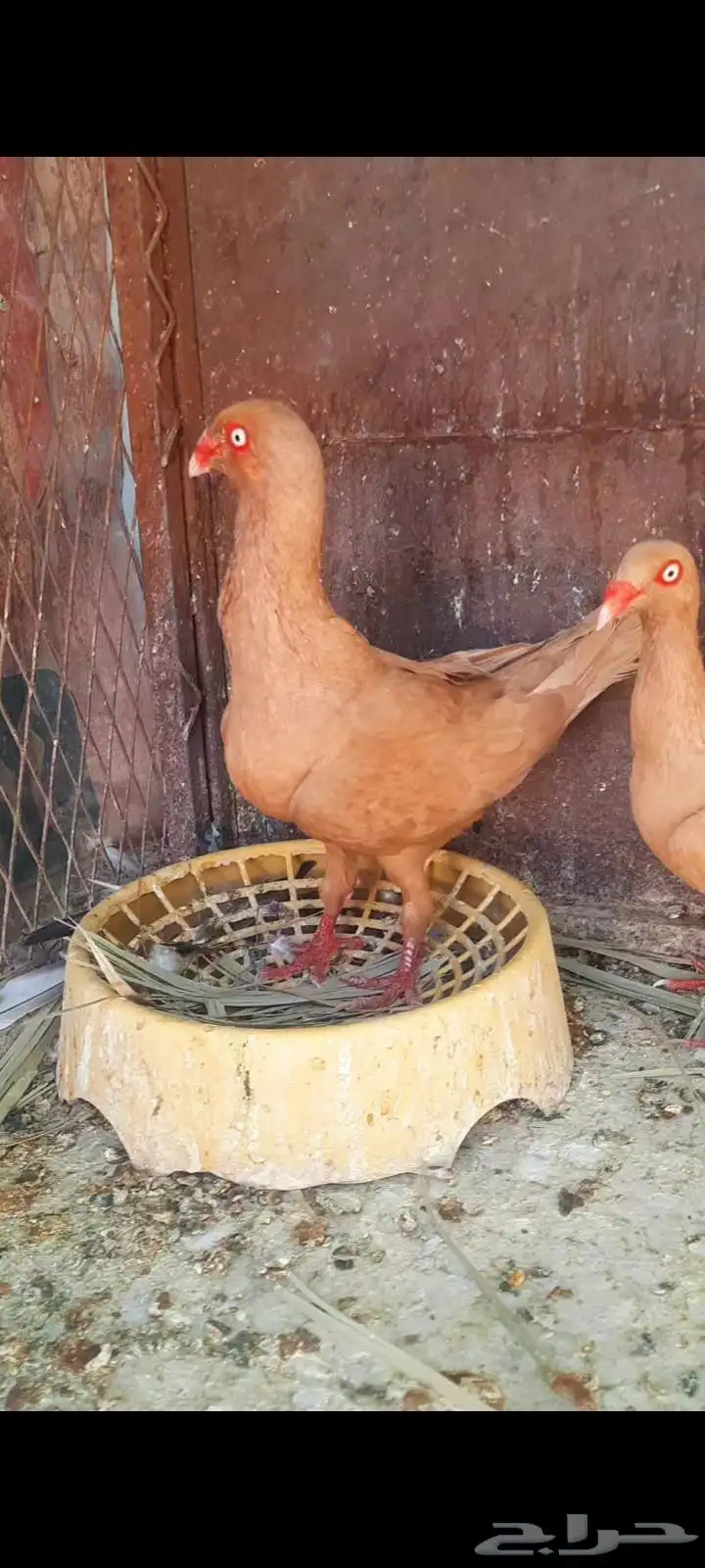 جوز دنش منتج شرط index