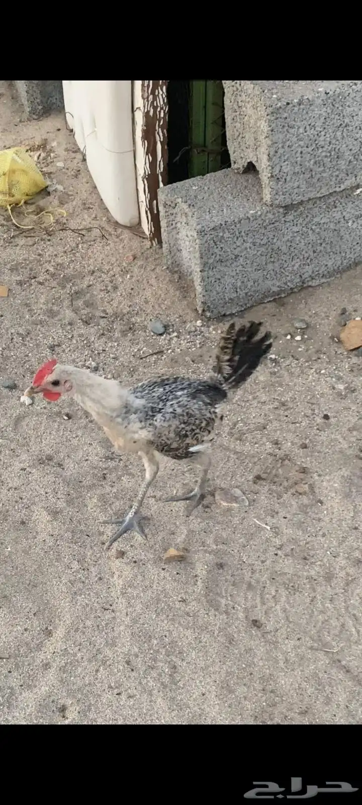السلام عليكم ديك للبيع 0
