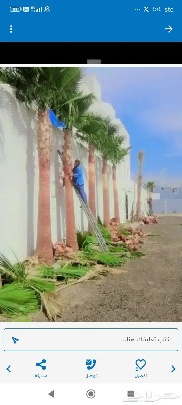 يوجد لدينا نخل واشنطني وسعار طيبه جميع الأحجام 0