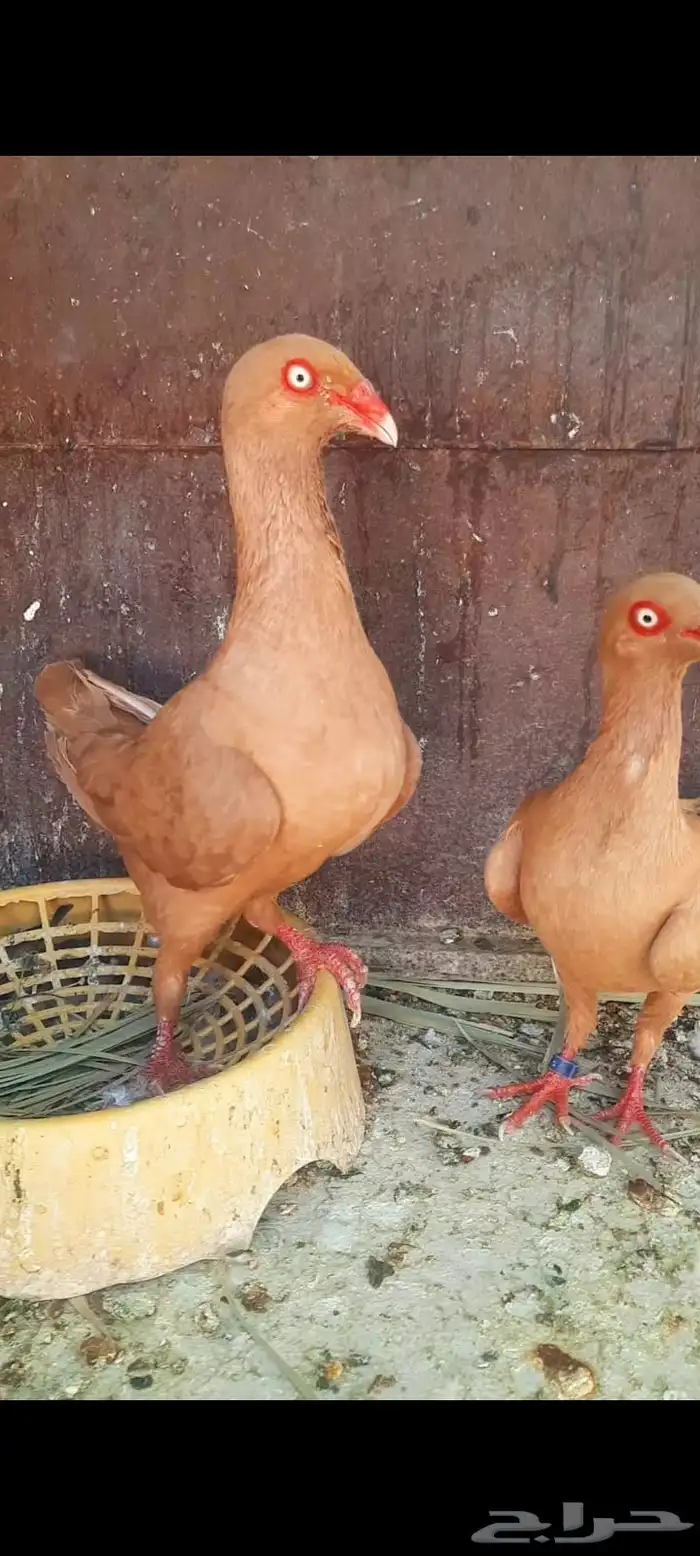 جوز دنش منتج شرط 0