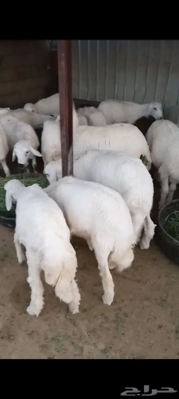 حلال للبيع 2