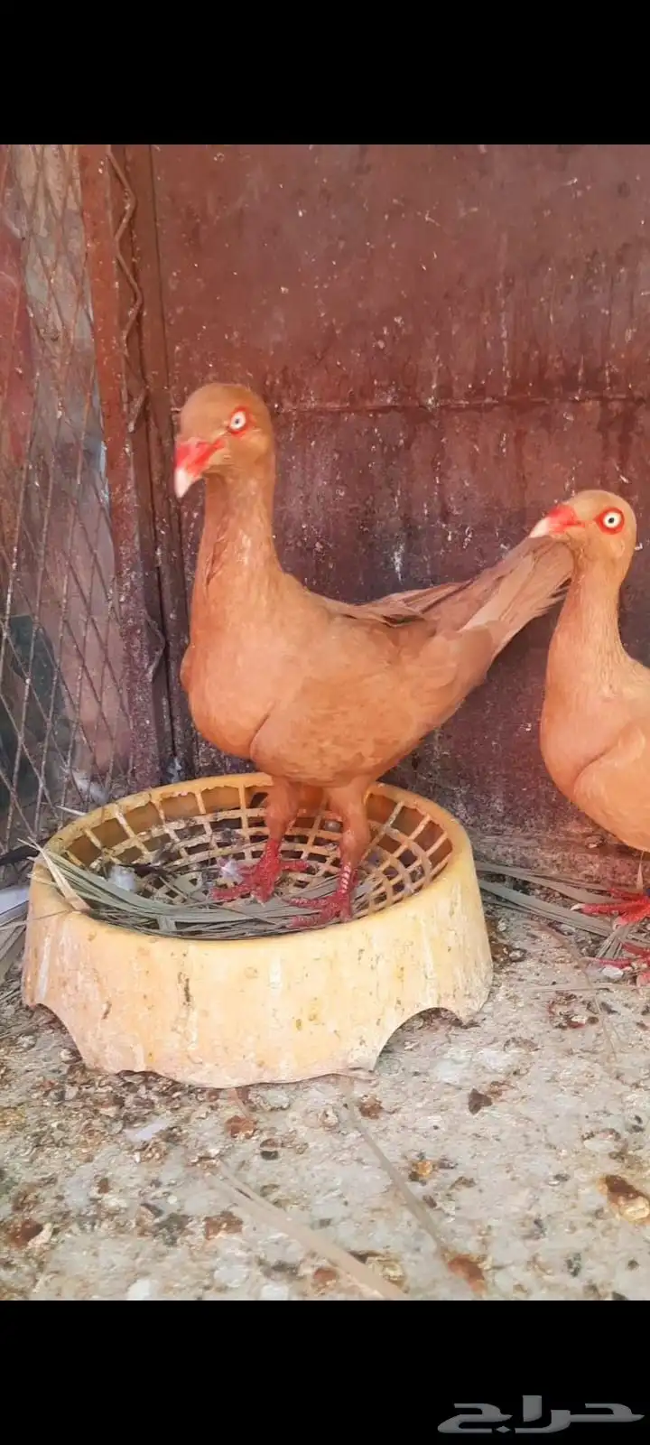جوز دنش منتج شرط index