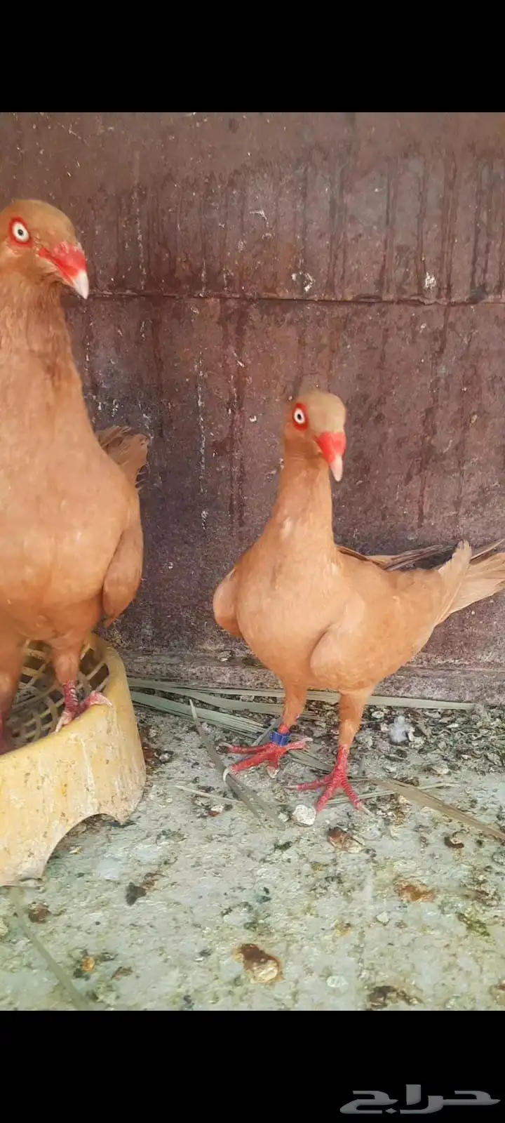 جوز دنش منتج شرط index