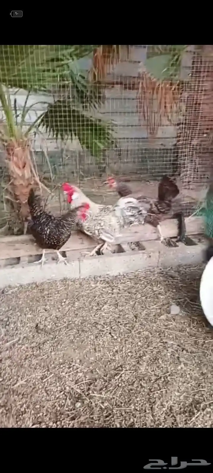ديك تركي فيومي دجاجتين تركيات 0
