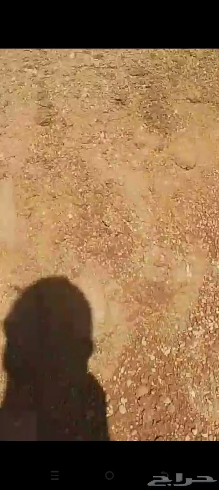 السلام يوجد دفان ميده احمر شمال حايل 3