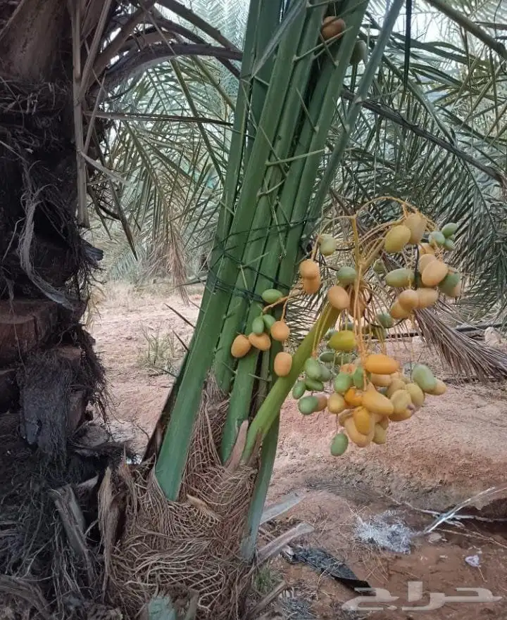 نخل فسايل مثمره 1