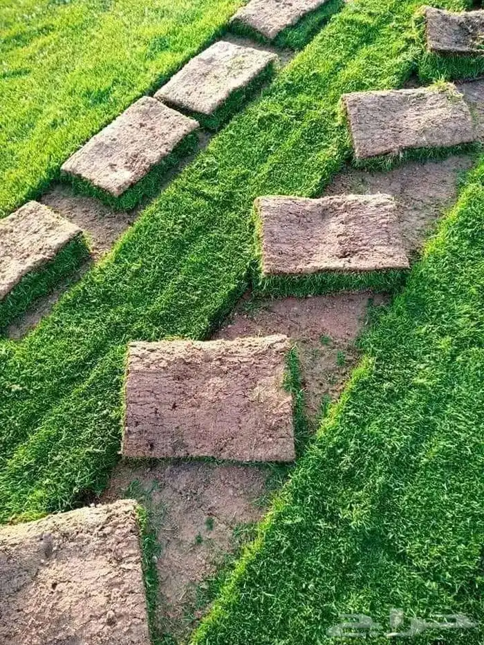 مزرعة الياسمين 9