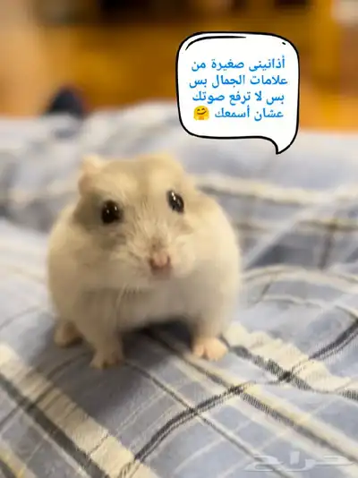 ونتر وايت صغار صافين وأليفين بعدت الوان 26