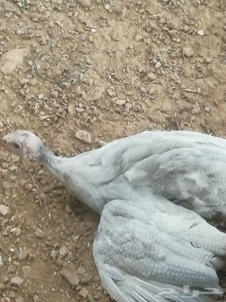 دجاج حبشي ما يسمئ بالحجل 5