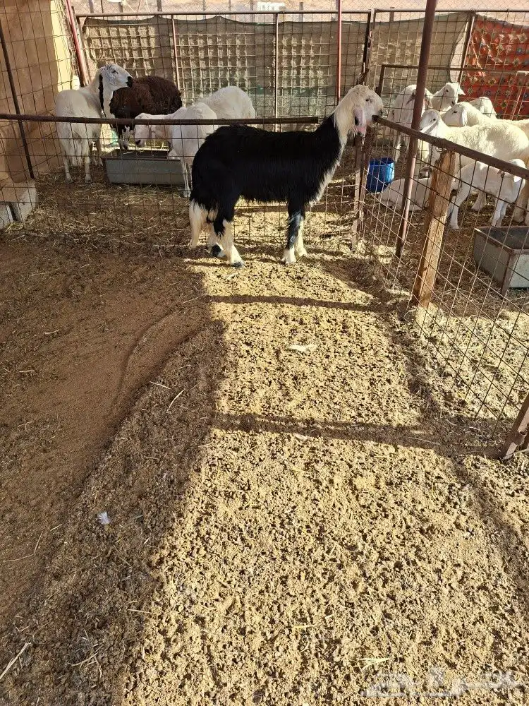 طلي نجدي مشروع فحل صنف 2