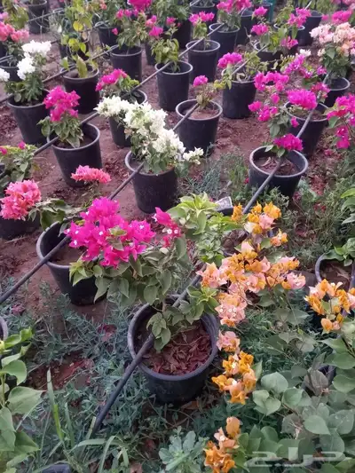 شتلات جهنميه 5