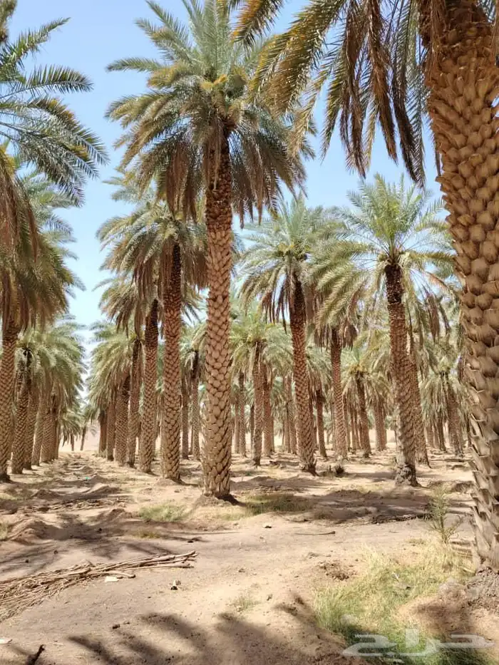 متوفر لدينا نخل جميع المقاسات من 3 متر الا 8 متر تكريب هلال 1