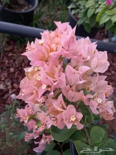 شتلات جهنميه 7