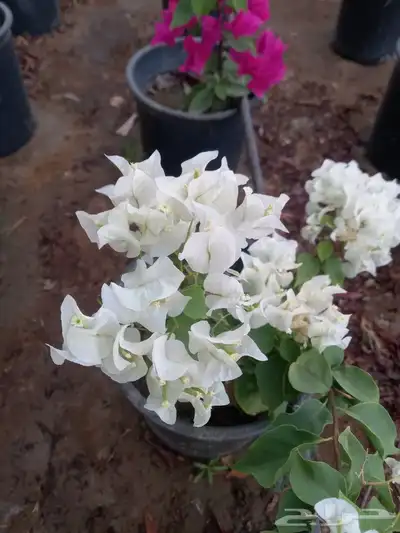 شتلات جهنميه 3