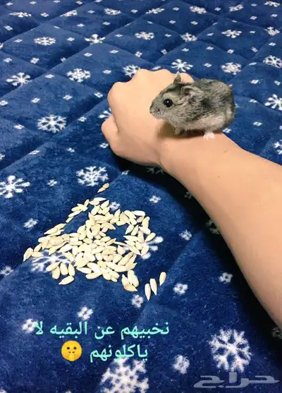 ونتر وايت صغار صافين وأليفين بعدت الوان 36