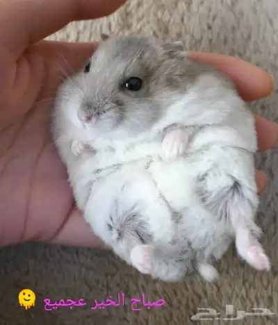 ونتر وايت صغار صافين وأليفين بعدت الوان 5