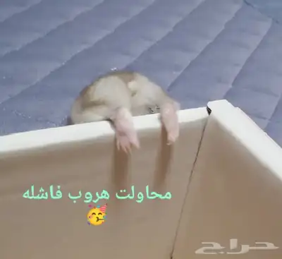 ونتر وايت صغار صافين وأليفين بعدت الوان 32