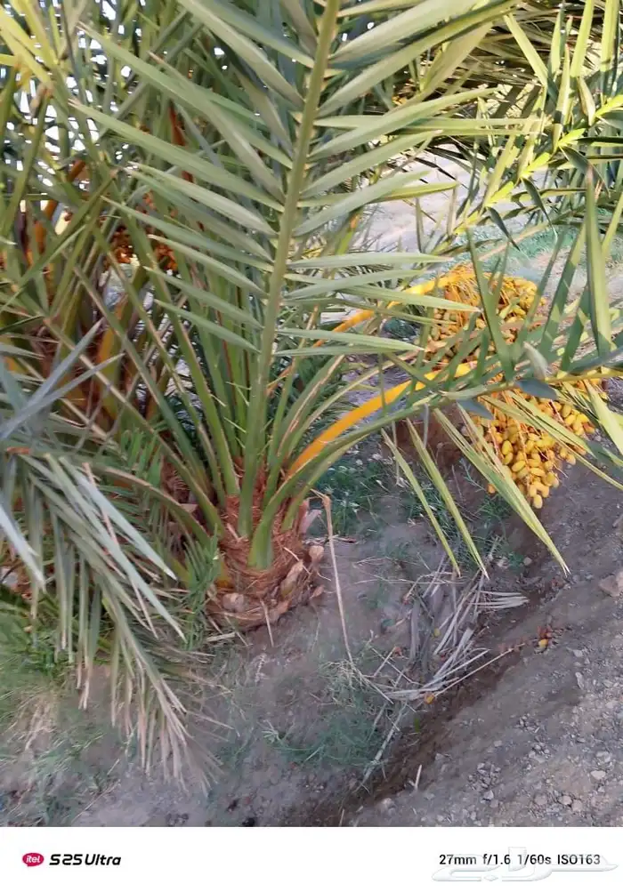 يوجد لدينا جميع أنواع انخيل المثمر ونوايع فاخره كلها مثمره 6
