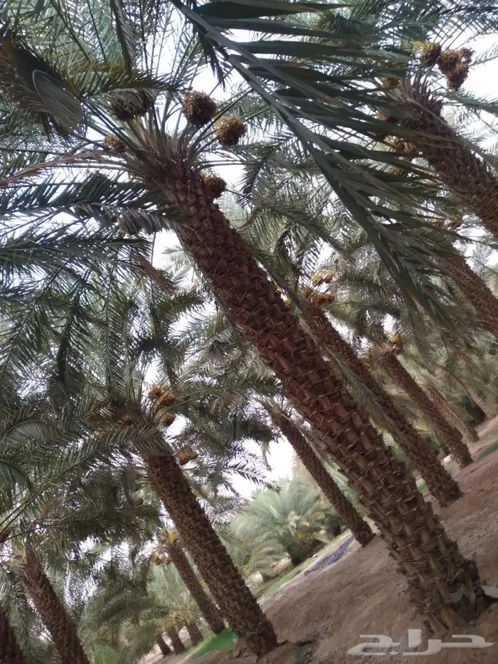 يوجد لدينا جميع انواع النخل الواشنطني وجميع المقاسات ونوصل 3