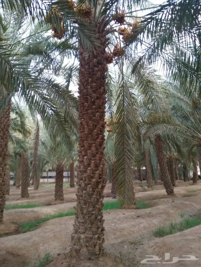 يوجد لدينا جميع انواع النخل الواشنطني وجميع المقاسات ونوصل 6