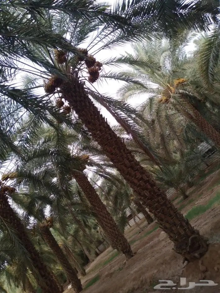 يوجد لدينا جميع انواع النخل الواشنطني وجميع المقاسات ونوصل 5