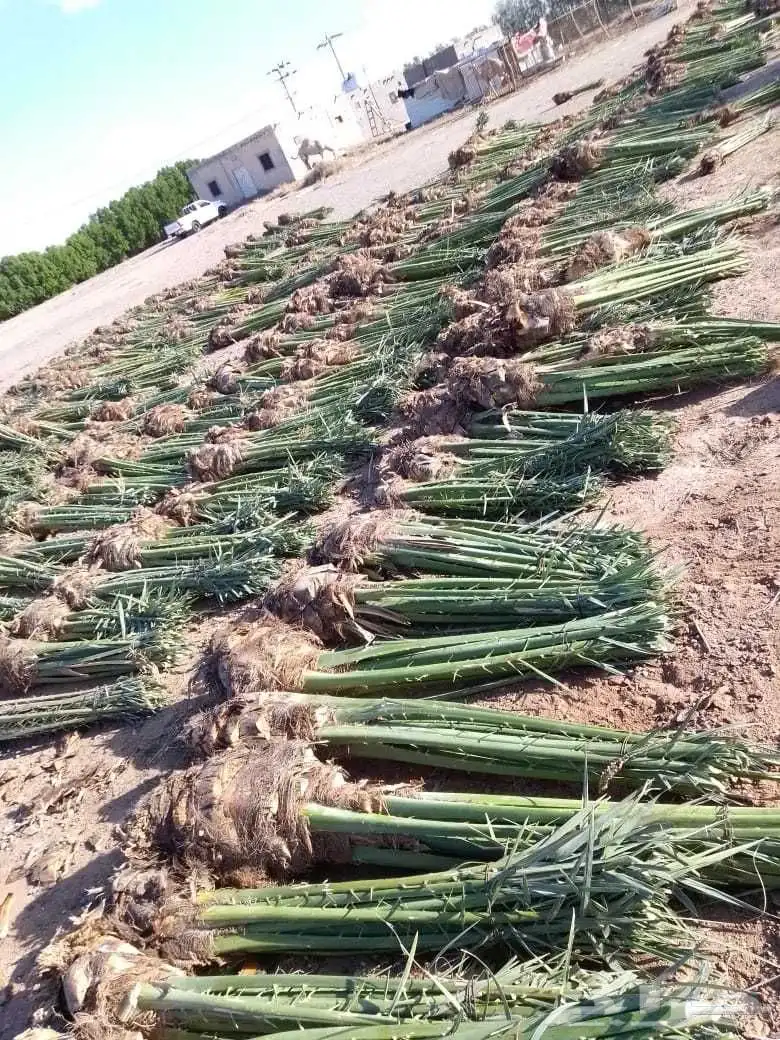 نخل فسايل مثمره 2