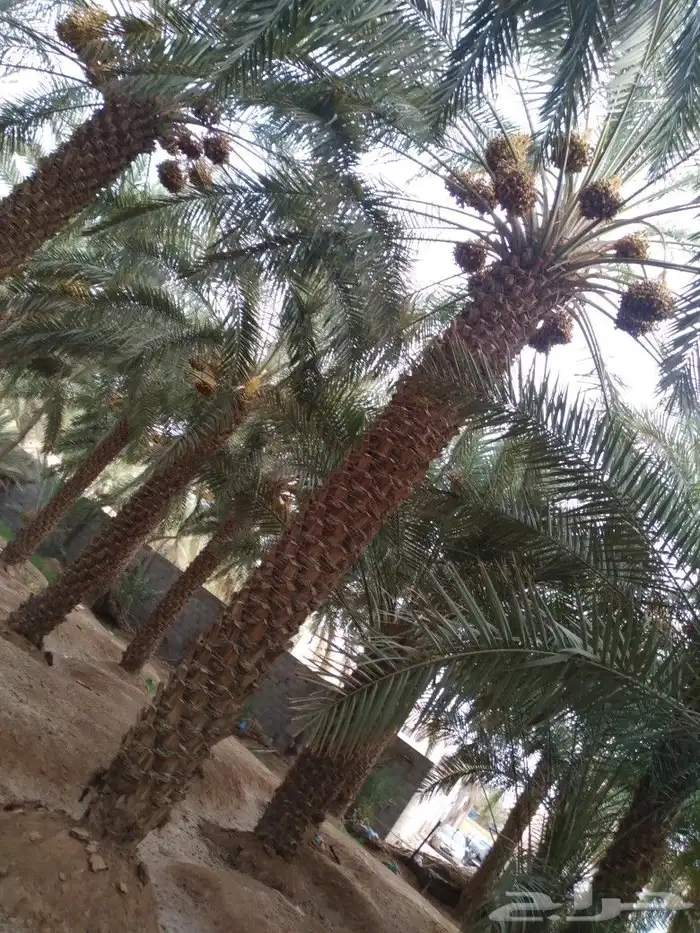 يوجد لدينا جميع انواع النخل الواشنطني وجميع المقاسات ونوصل 4