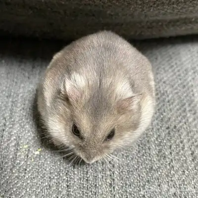 ونتر وايت صغار صافين وأليفين بعدت الوان 38