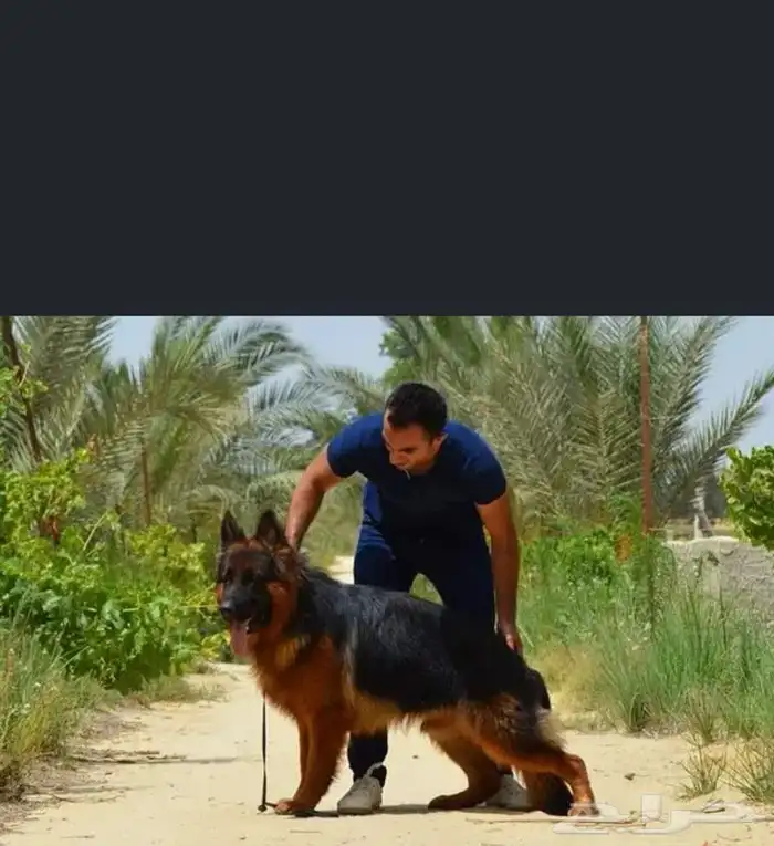 اقوي عروض جميع انواع الكلاب .بيع.تدريب.اقامه. انحاء المملكه 0