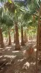 يوجد لدينا نخيل زينه وشنطني 5