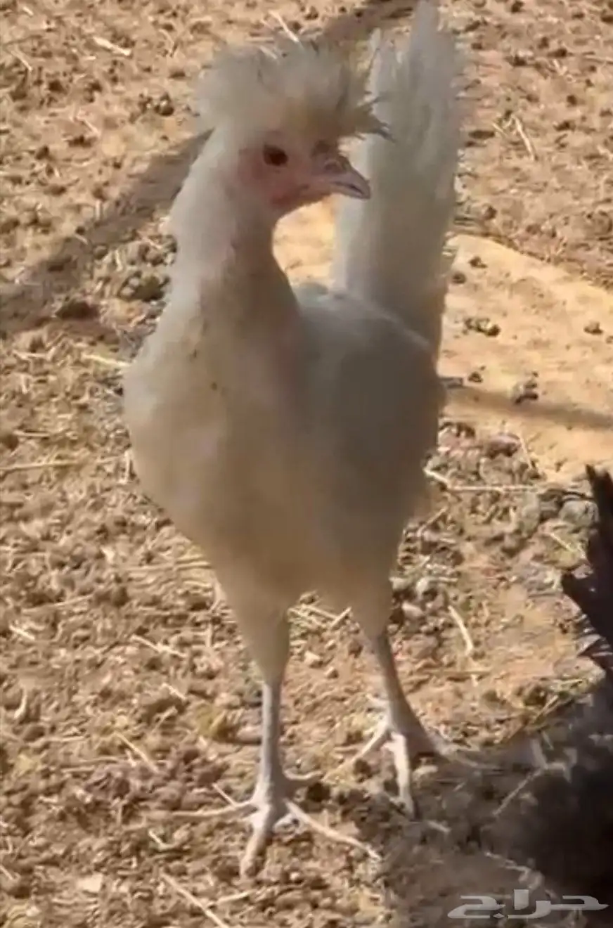 طيور دجاج للبيع 2