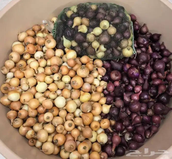 بصل عضوي صغير انتاج مزرعة السراة النموذجية 0