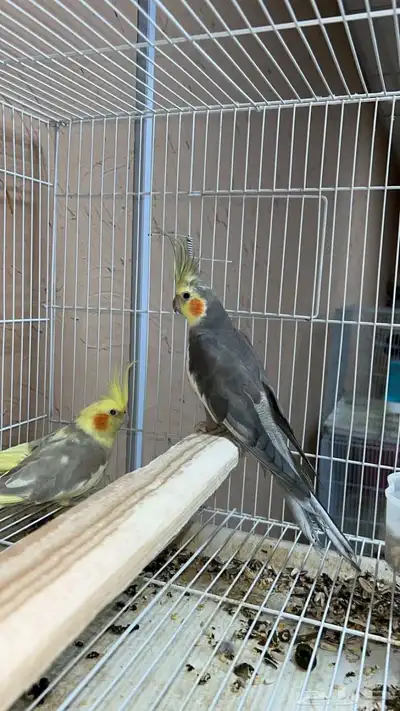 جوز كروان 1