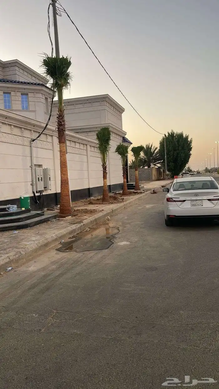 يوجد لدينا نخل واشنطني وسعار طيبه جميع الأحجام 4