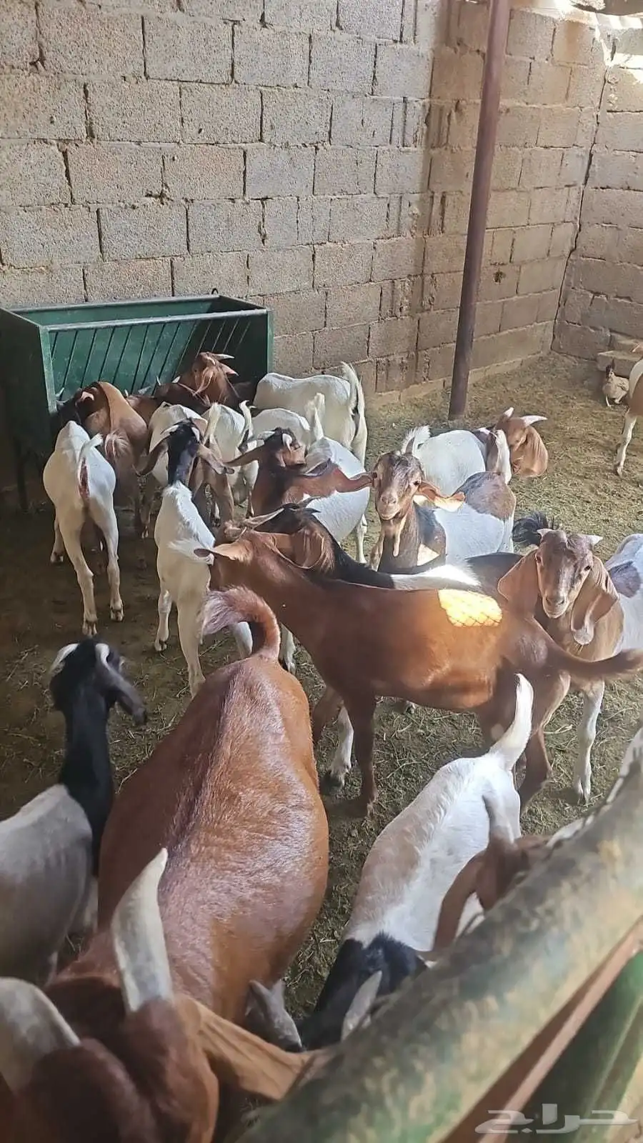 تيوس للبيع 1