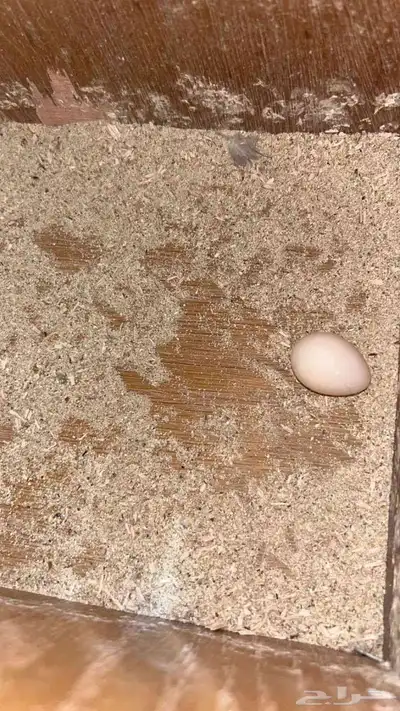 جوز كروان 3